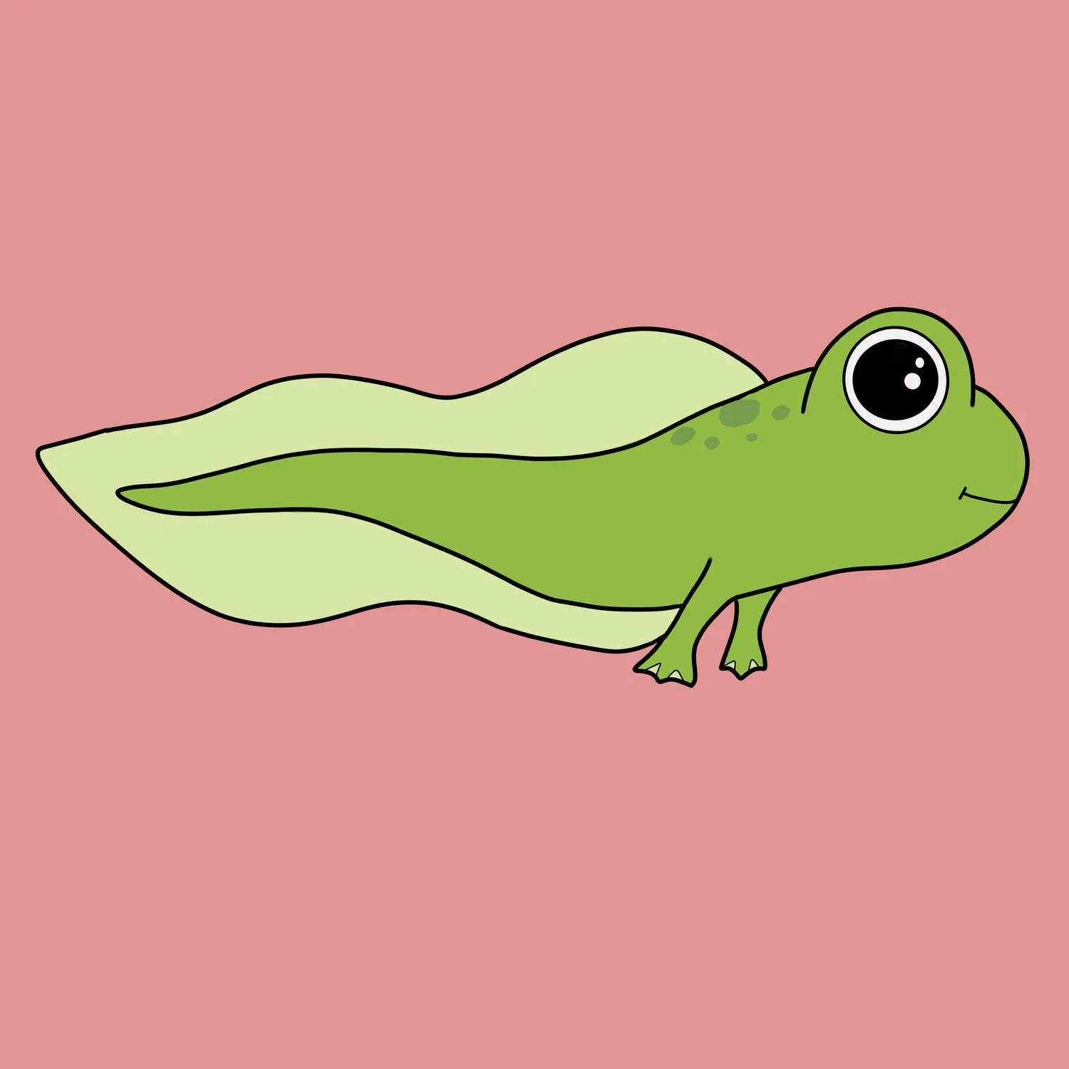 Illustration of a tadpole